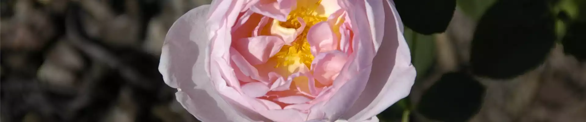 WIE GEHT... ROSEN üBERWINTERN?