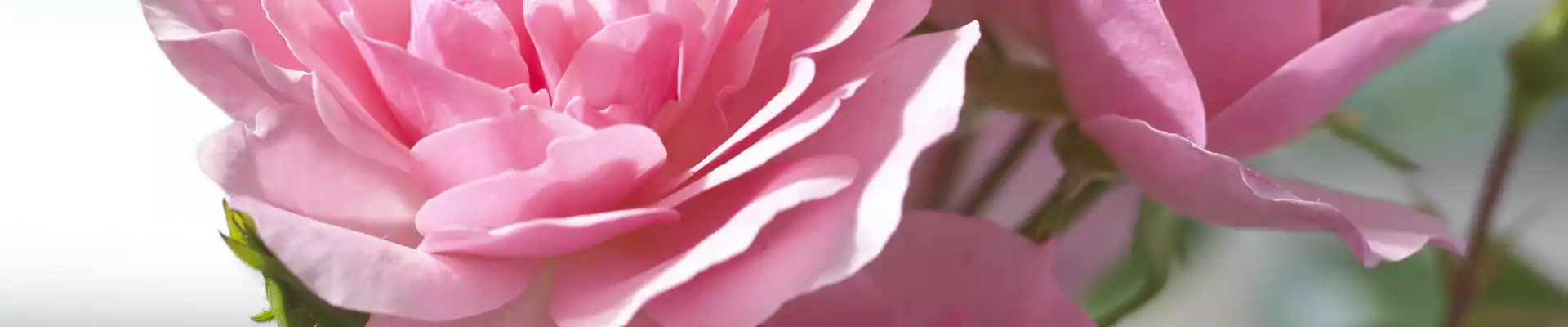 ROMANTIK PUR!