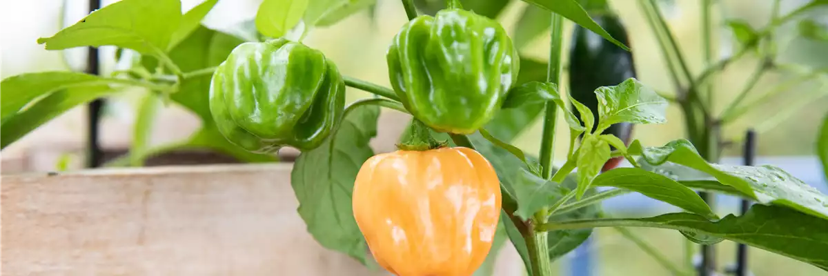 ROTES GEMüSE IST BESONDERS GESUND!
