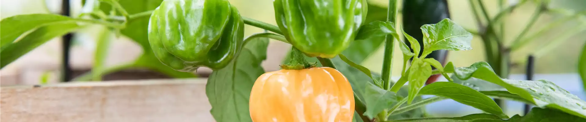 ROTES GEMüSE IST BESONDERS GESUND!