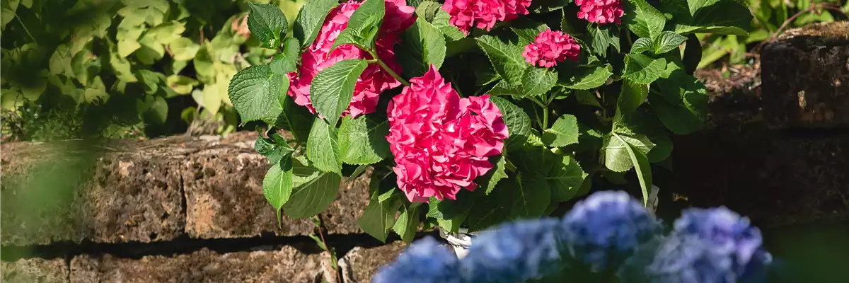 HORTENSIE!