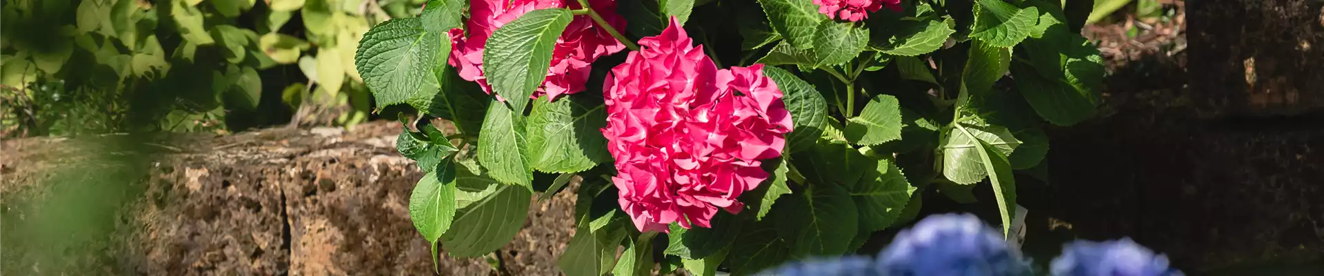 HORTENSIE!