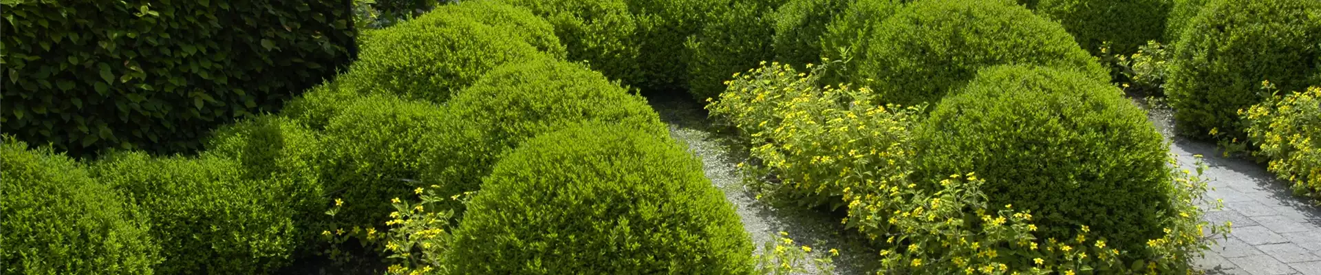 BRAUCHT JEDER BAUERNGARTEN: BUCHS 