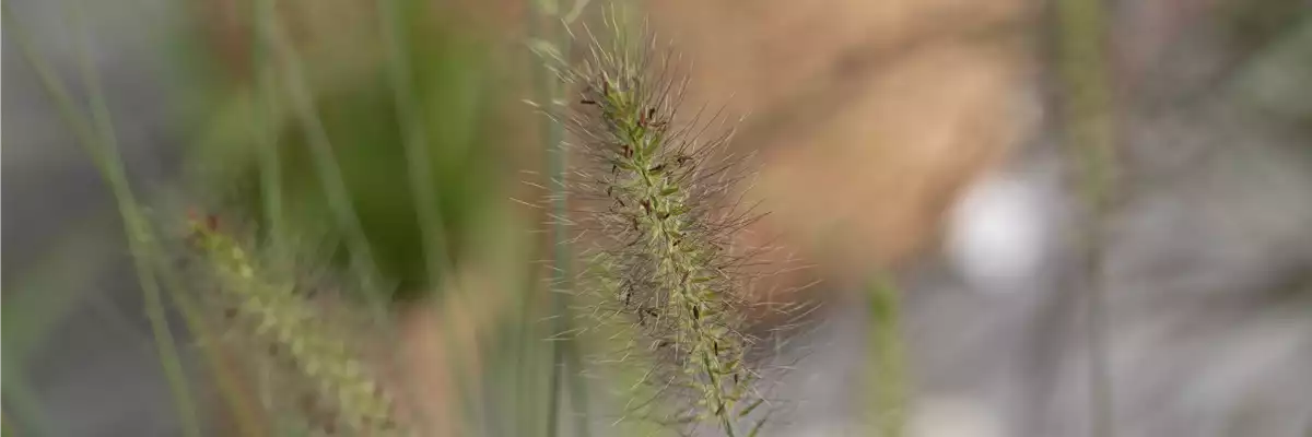 WIE GEHT...GRäSER PFLANZEN?