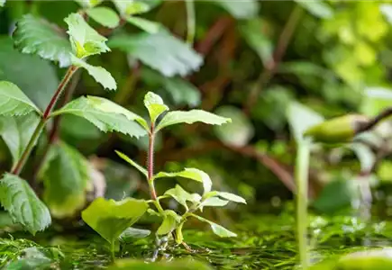 Wasserpflanzen