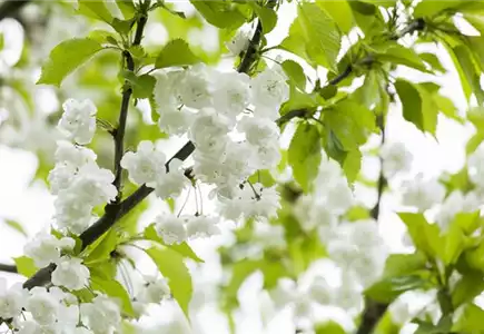 Sträucher und Bäume