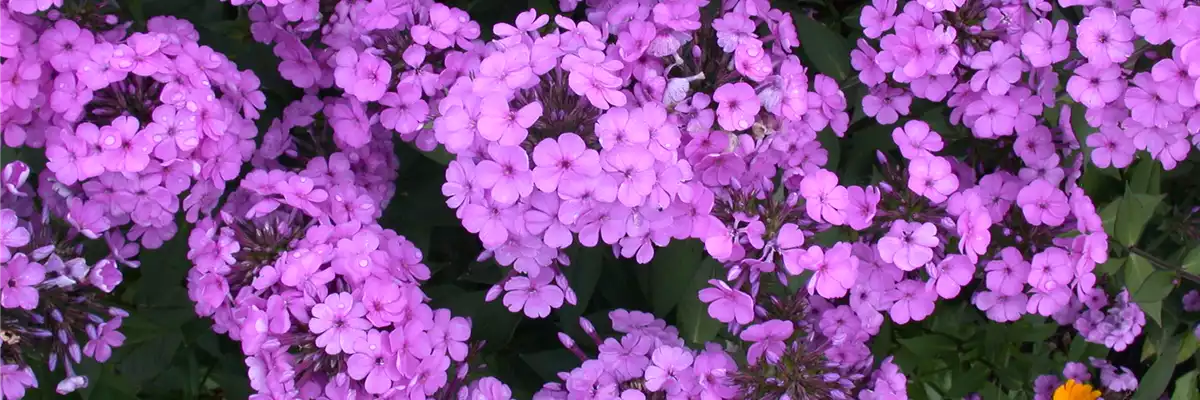 PHLOX