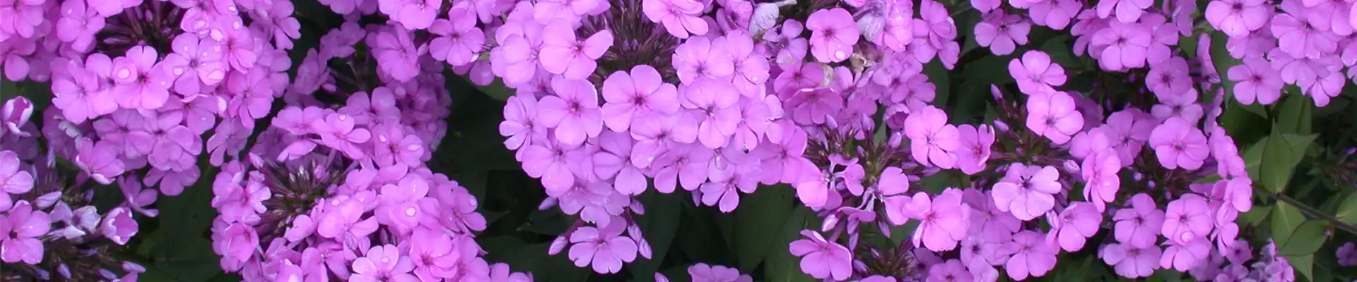 PHLOX