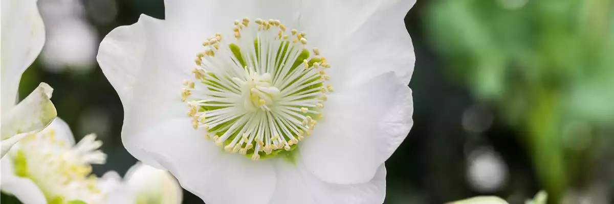 ZAUBERHAFTE CHRISTROSEN