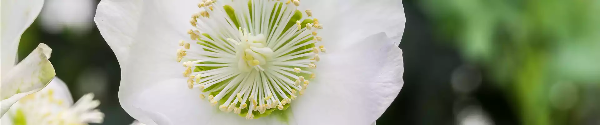 ZAUBERHAFTE CHRISTROSEN