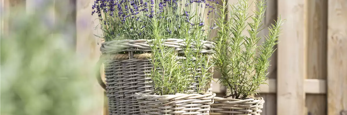 LAVENDEL!