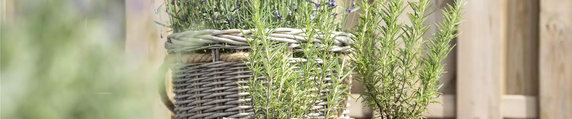 LAVENDEL!