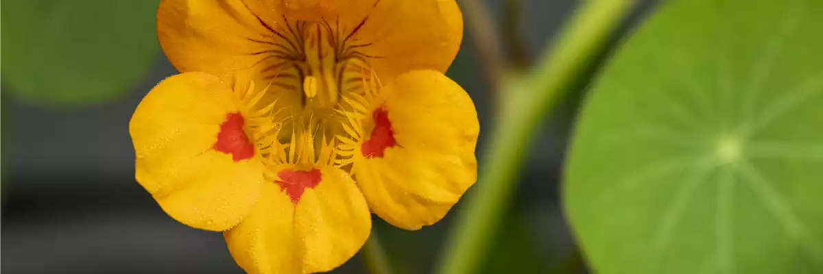 ESSBARE BLüTEN!