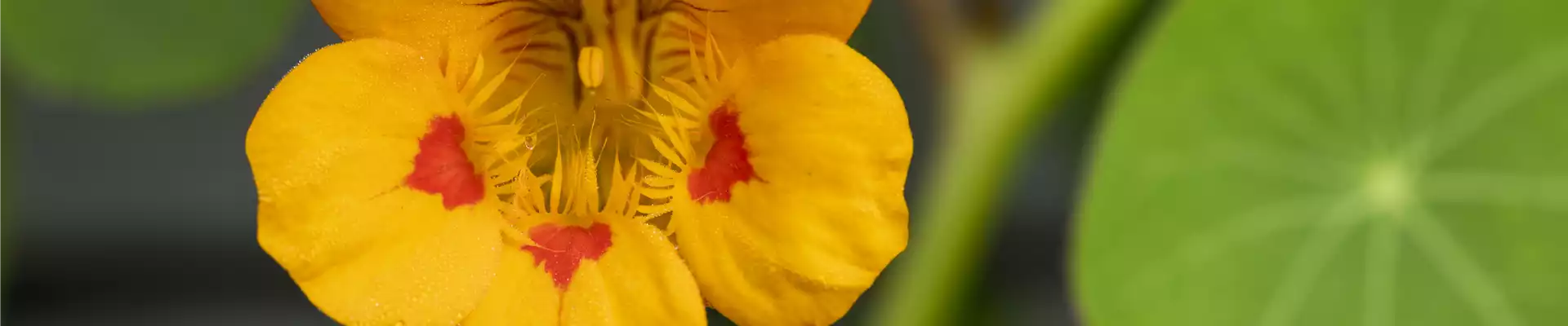 ESSBARE BLüTEN!