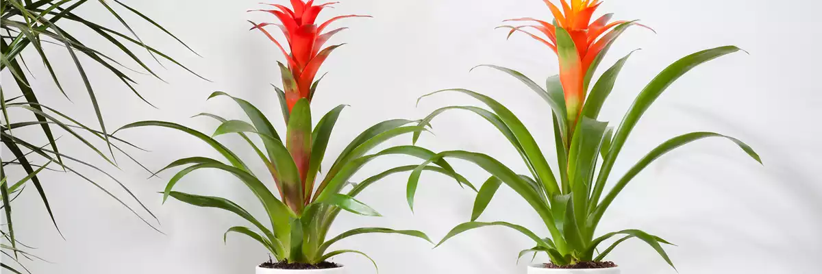 TROPENZAUBER BROMELIEN