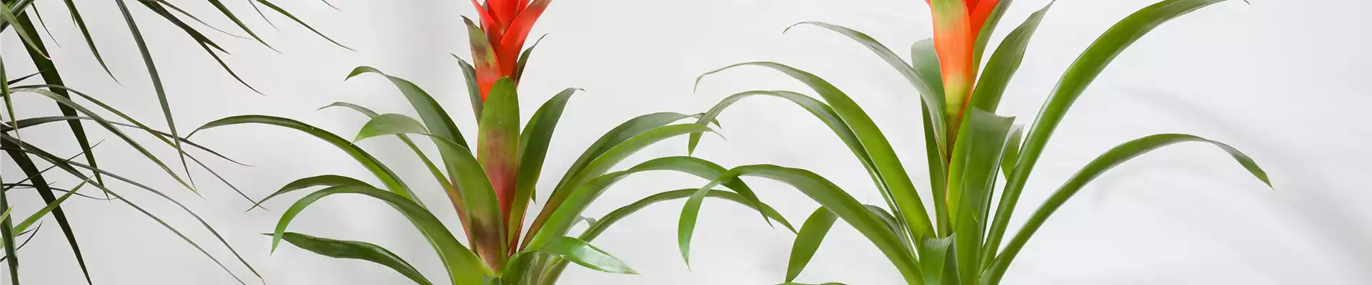 TROPENZAUBER BROMELIEN