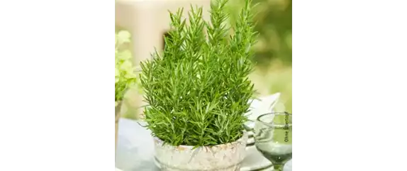 10 IDEEN ZUM VALENTINSTAG