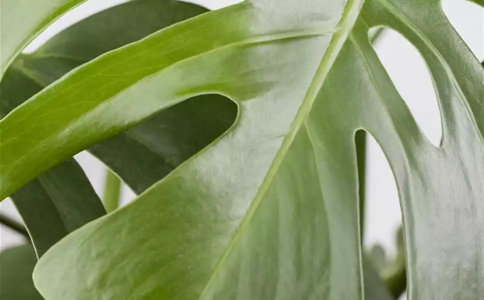 Zimmerpflanzen - Blätter und Blüten