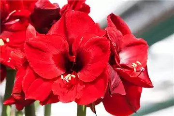 AMARYLLIS
