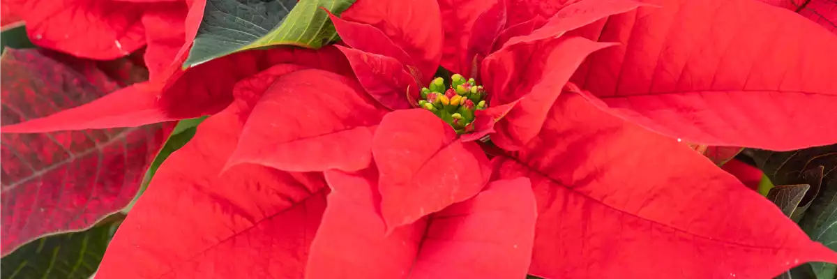 ZAUBERHAFTE WEIHNACHTSSTERNE