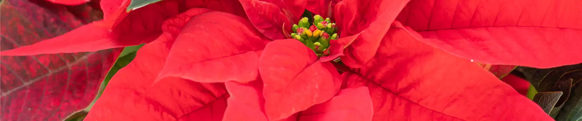 ZAUBERHAFTE WEIHNACHTSSTERNE