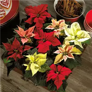 ZAUBERHAFTE WEIHNACHTSSTERNE!