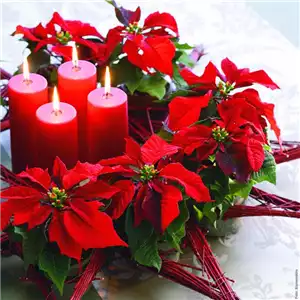 ZAUBERHAFTE WEIHNACHTSSTERNE!