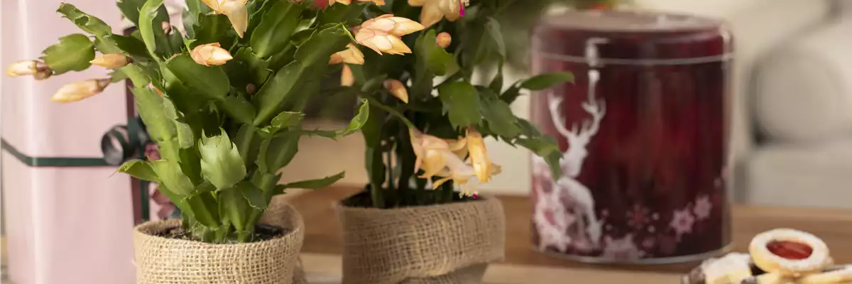 ZIMMERPFLANZEN FÜR DEIN ZUHAUSE