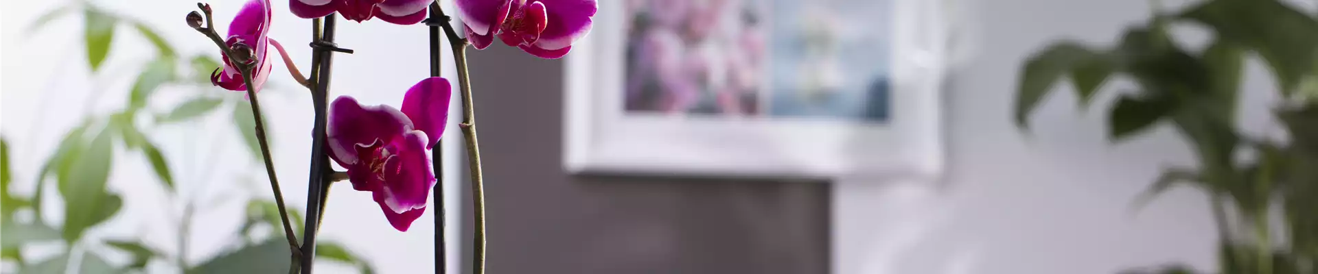 PFLANZEN FüRS FENSTERBRETT