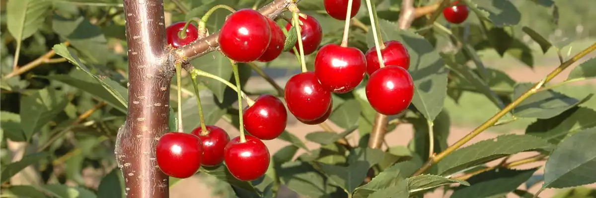 WIE GEHT... OBSTPFLANZE?