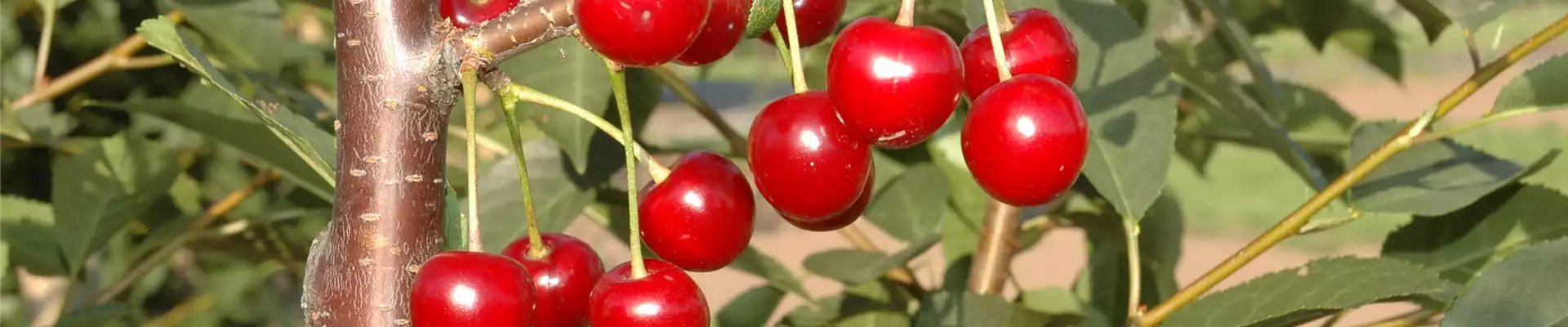WIE GEHT... OBSTPFLANZE?