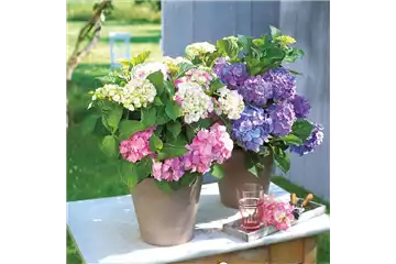 BLüHENDE HORTENSIEN!