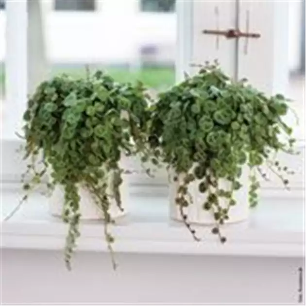 amydrium zippelianum variegata Amydrium zippelianum
