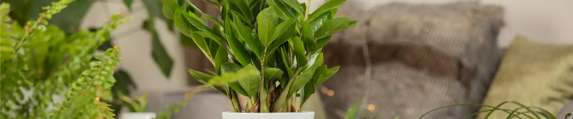 ZAMIOCULCAS - BESONDERS PFLEGELEICHT!