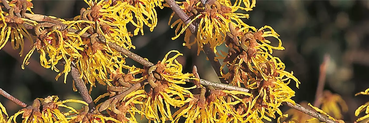 ZAUBERNUSS