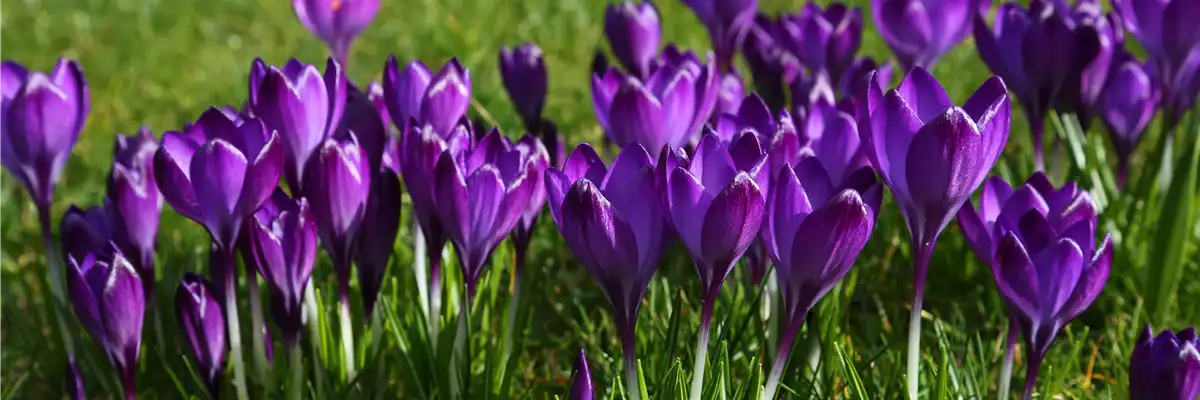KROKUS