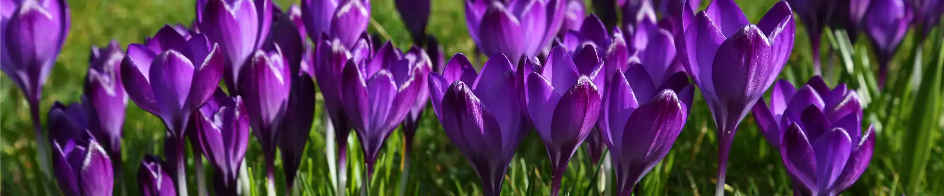KROKUS