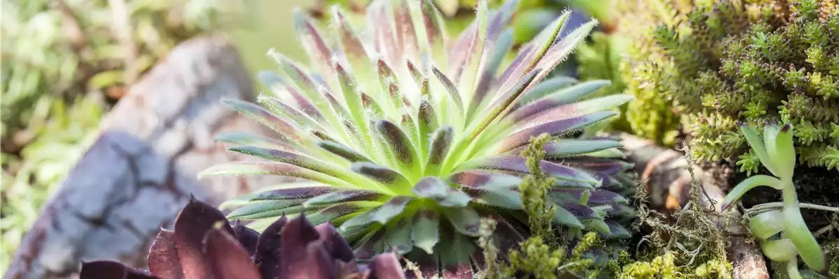 DAS SEMPERVIVUM!
