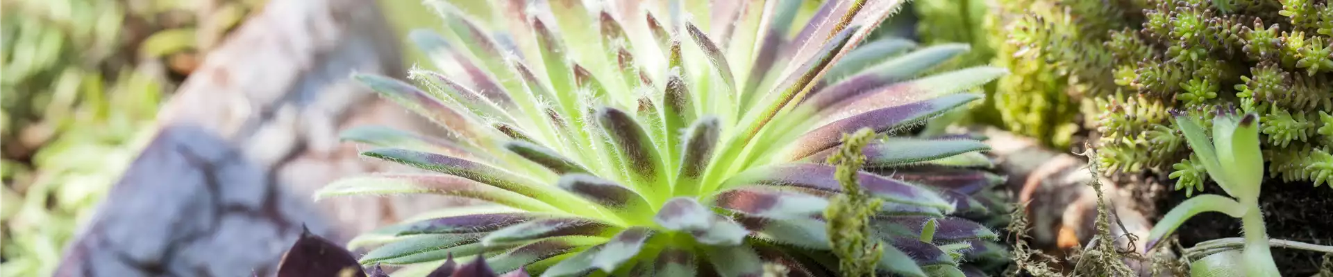 DAS SEMPERVIVUM!