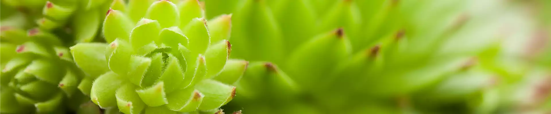 Sempervivum