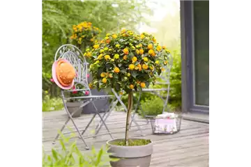 WIE GEHT... KüBEL BEPFLANZEN?