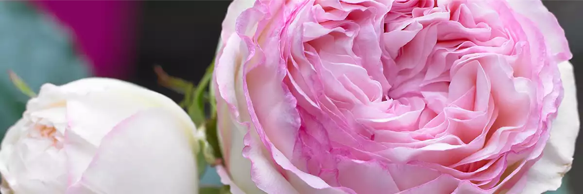 STRAUCHROSE 