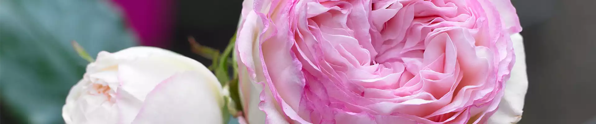 STRAUCHROSE 