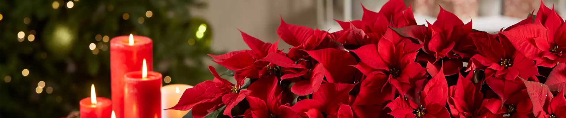 WEIHNACHTSSTERN