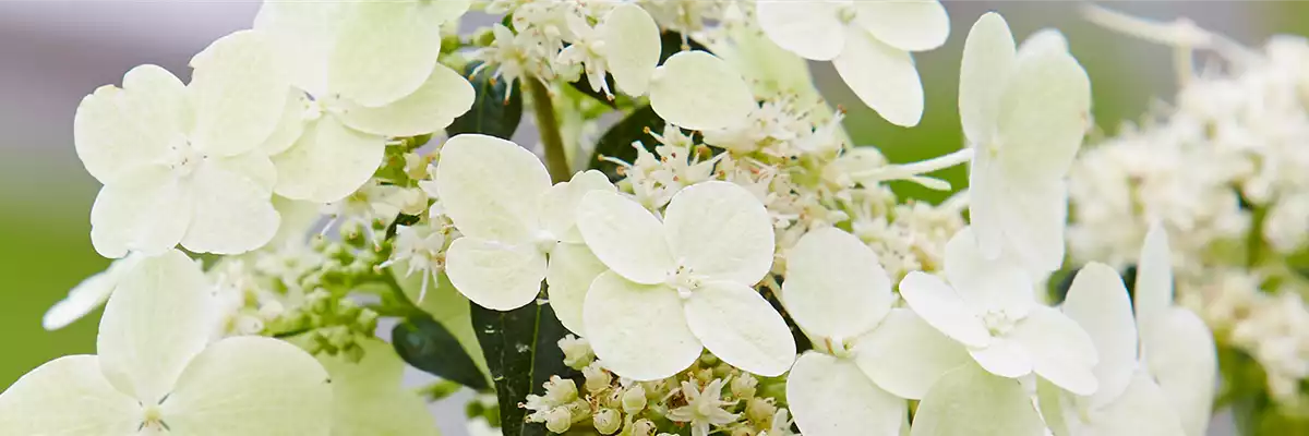KLETTERHORTENSIE