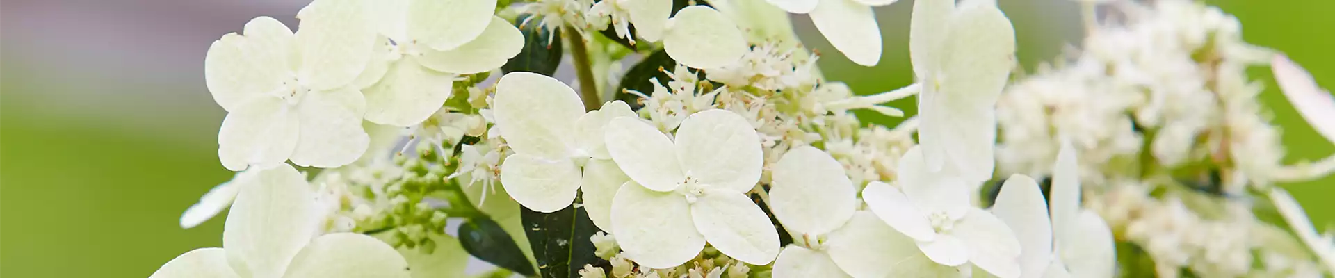 KLETTERHORTENSIE