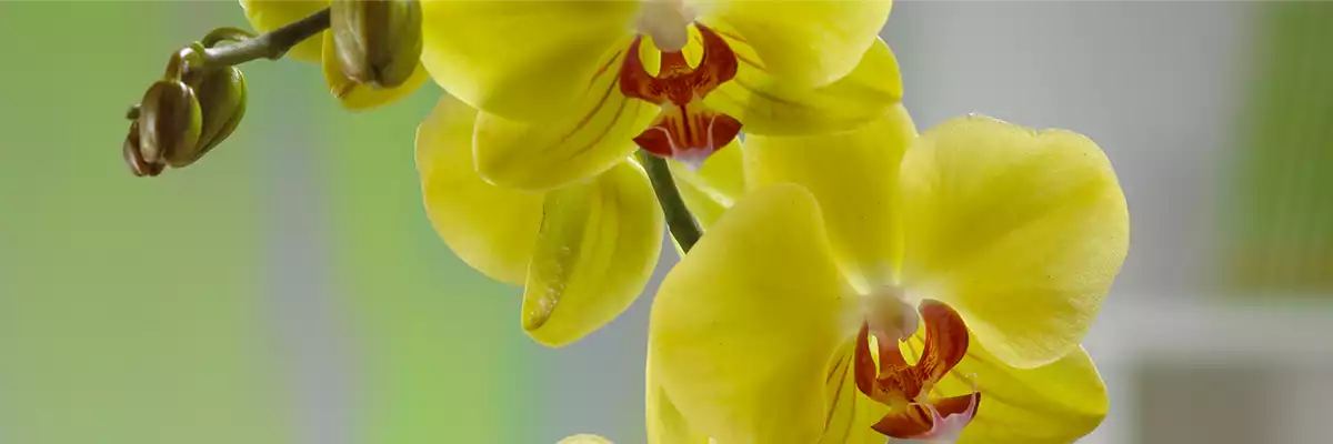 MALAIENBLUME