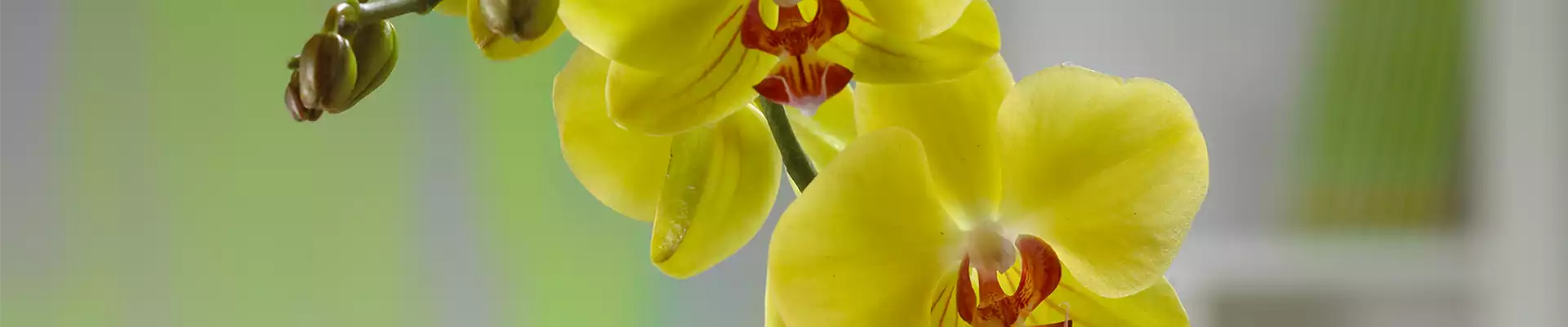 MALAIENBLUME