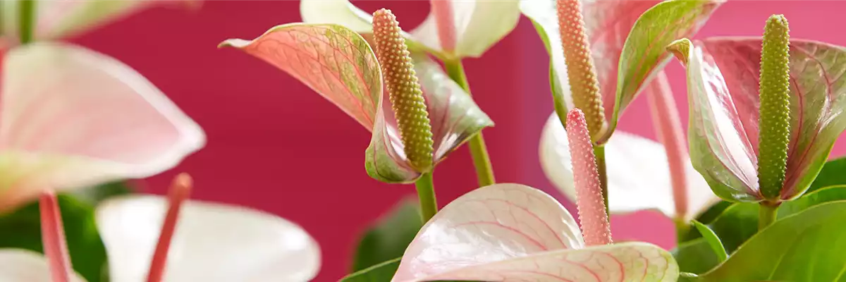 FLAMINGOBLUME