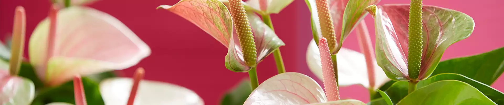 FLAMINGOBLUME
